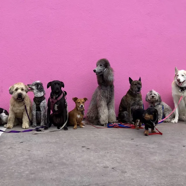 Piano Serenade for Dogs