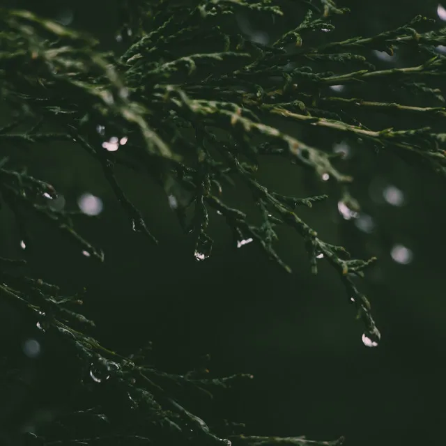 Rain gentle sound