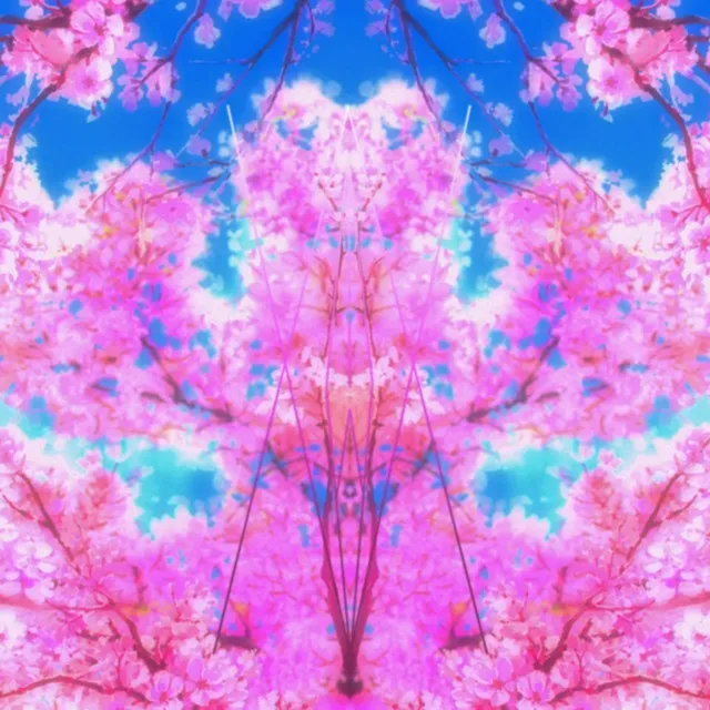 Cherry Blossom