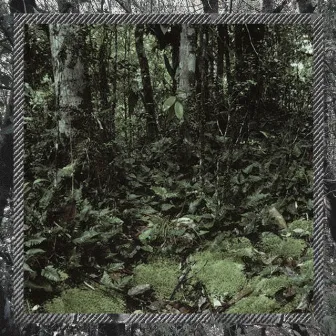 Rain Forest by Bronco