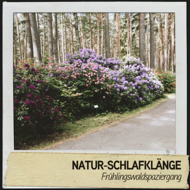 Natur-Schlafklänge: Frühlingswaldspaziergang