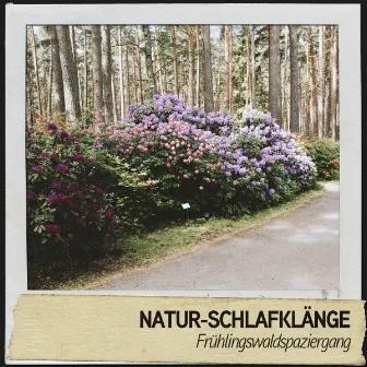 Natur-Schlafklänge: Frühlingswaldspaziergang by Sonidos Naturaleza