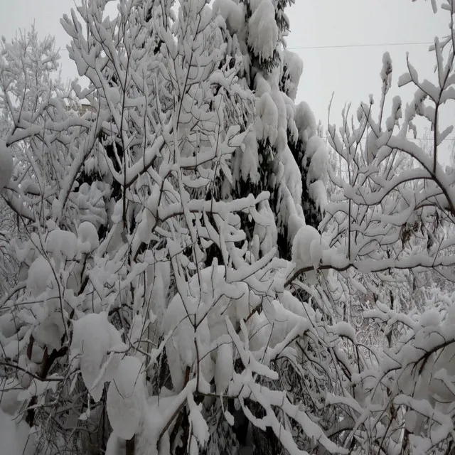 Dancing Snowflakes