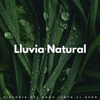 Lluvia Natural: Sinfonía Del Agua Junto Al Búho by Sonidos De Buho