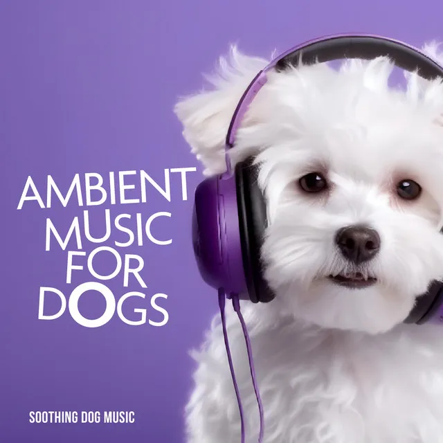 Ambient Music for Dogs