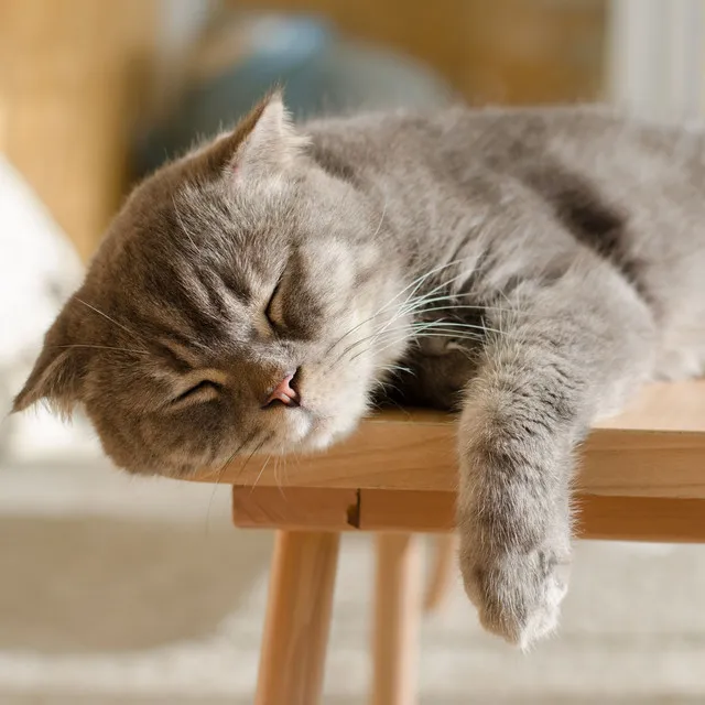 Serene Piano Rain for Soothing Cat Sleep