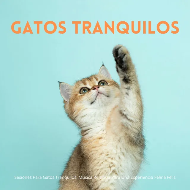 Sesiones Para Gatos Tranquilos: Música Relajada Para Una Experiencia Felina Feliz