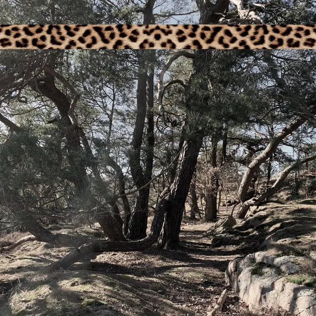 Leopard Tape 005