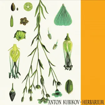 Herbarium Part One by Anton Kubikov