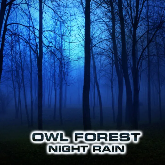 Owl Forest Night Calming