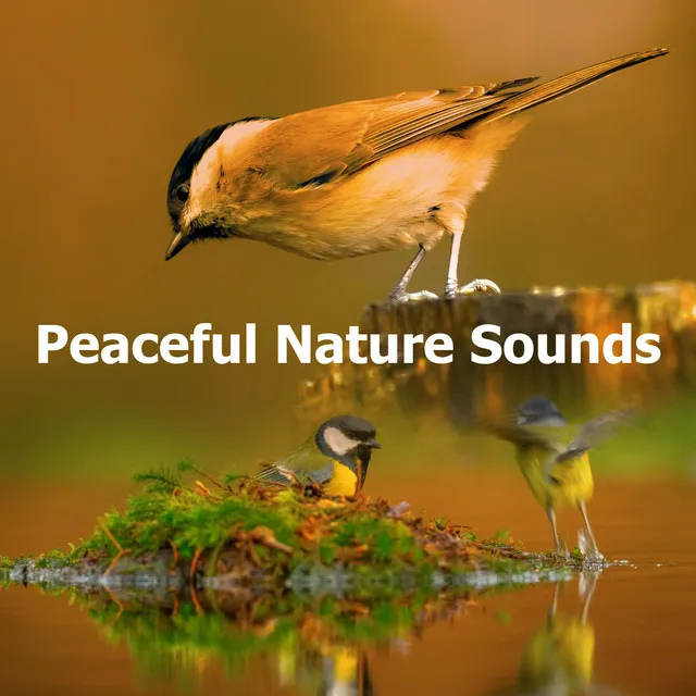 Peaceful Nature Sounds