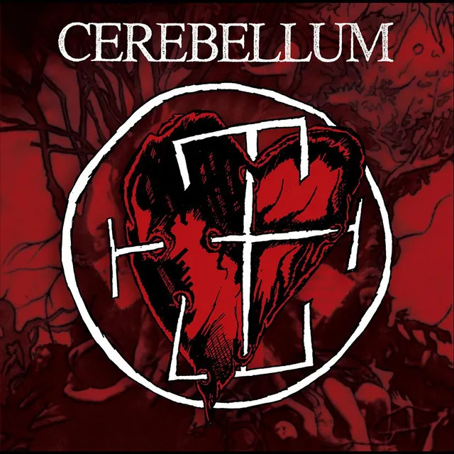 Cerebellum