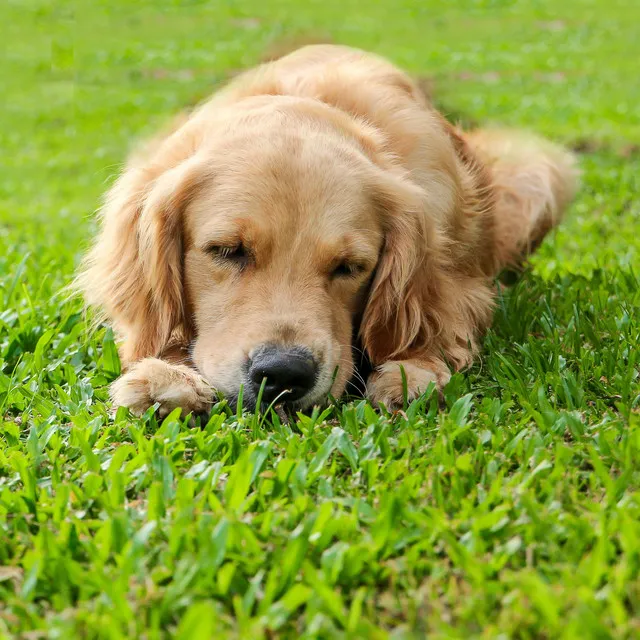 Rainy Dog Dreams Serenity