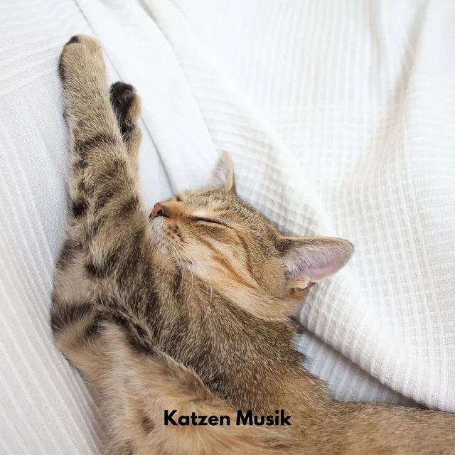 Katzen Musik