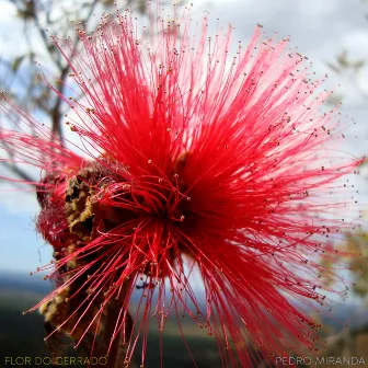 Flor do Cerrado by Pedro Miranda