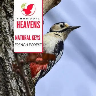 Natural Keys - French Forest by Cosmic Nature Sounds