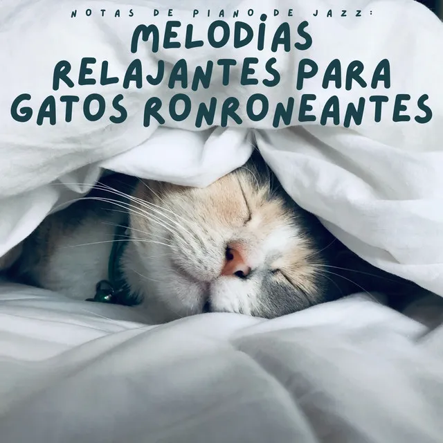 Notas De Piano De Jazz: Melodías Relajantes Para Gatos Ronroneantes