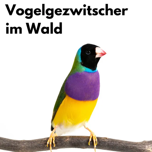 Spielende Vögel