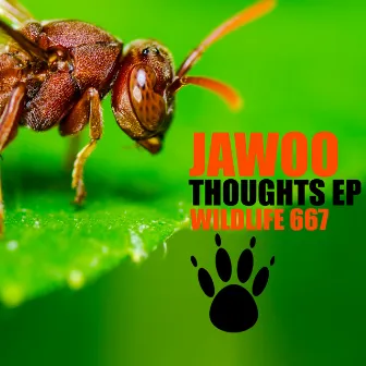 Thoughts EP by Jawoo