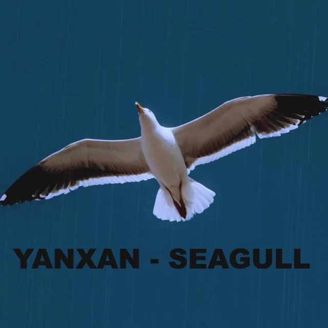 SEAGULL / თოლია