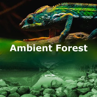 Ambient Forest by Ambiente Forestal