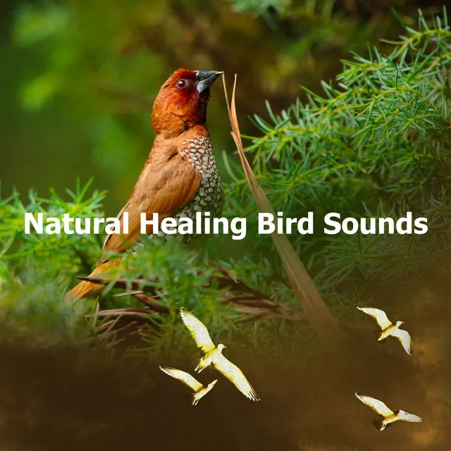 Natural Healing Bird Sounds