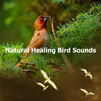 Natural Healing Bird Sounds by Unknown Artist