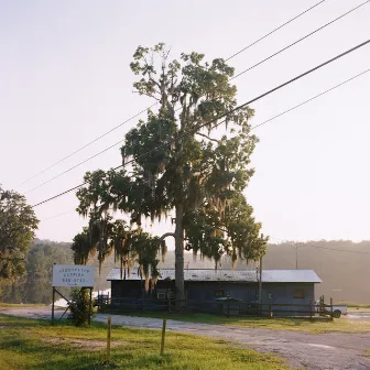 My Roots by Douglas Anderson