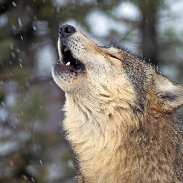 Harmonious Howls in the Rain Prelude