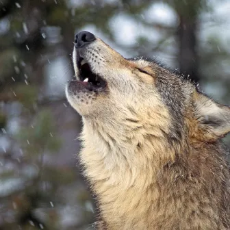 Harmonious Howls in the Rain: Music For Stress Relief for Dogs by Raindrops for Calming Dogs