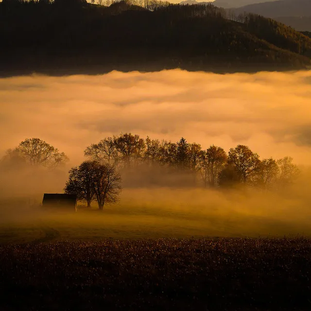 Orange Mist