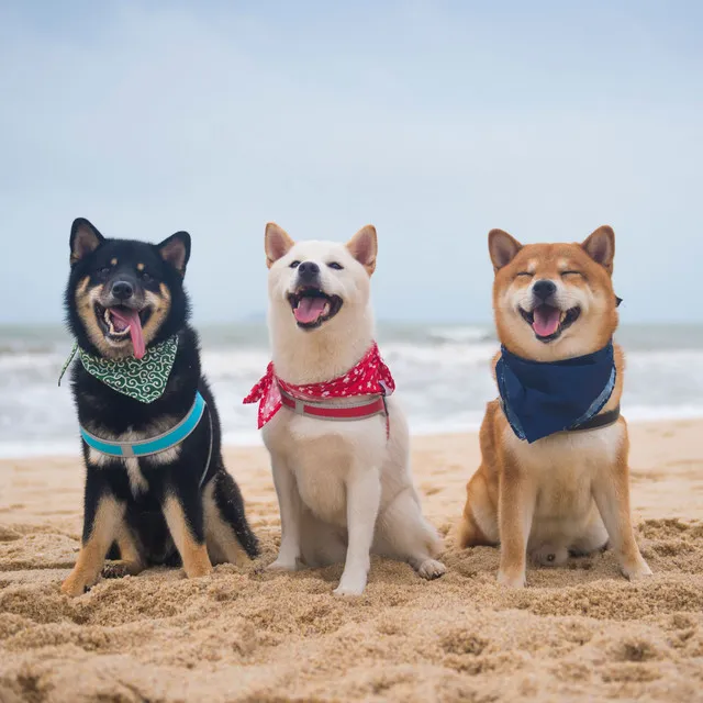 Ocean Companions Chill Tunes for Calm Pet Behavior