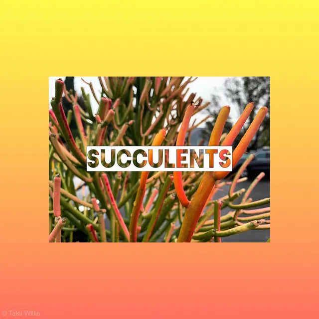 Succulents