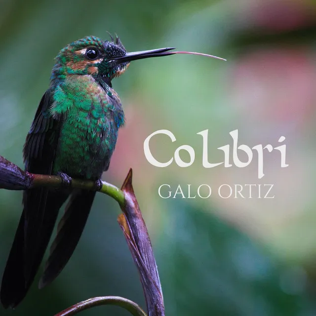 Colibrí