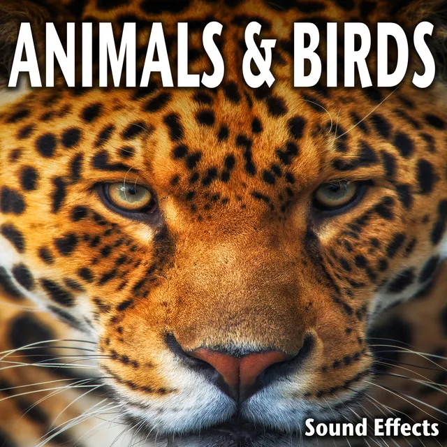 Animals and Birds Sound Effects