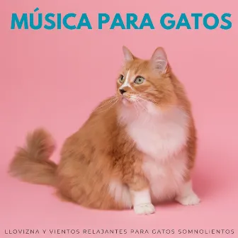 Música Para Gatos: Llovizna Y Vientos Relajantes Para Gatos Somnolientos by Colección de Sonidos de Lluvia Naturales