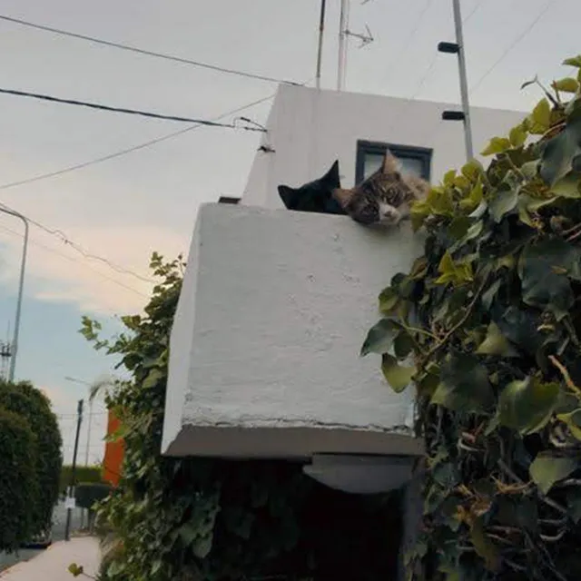 Two Cats On The Roof