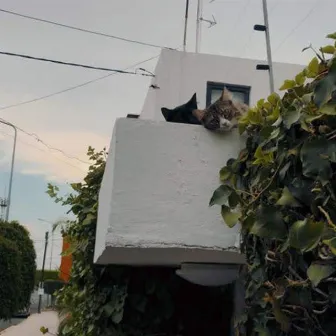 Two Cats On The Roof by hiram diez