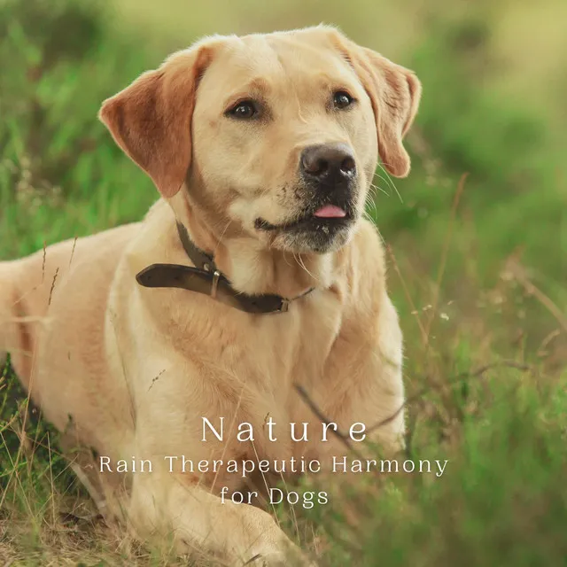 Nature: Rain Therapeutic Harmony for Dogs