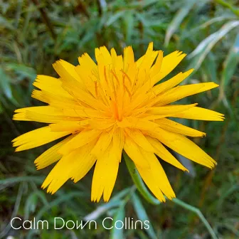 Spring Flight of the Bees by Calm Down Collins