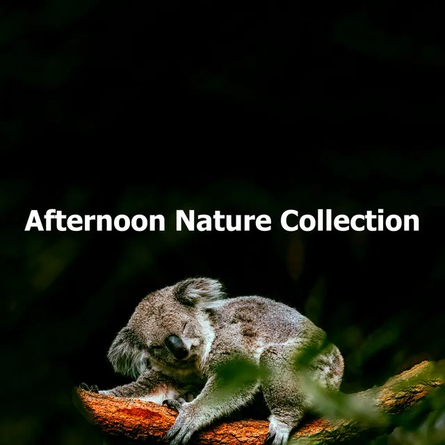 Afternoon Nature Collection