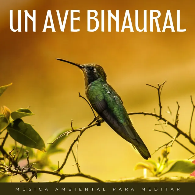 Un Ave Binaural: Música Ambiental Para Meditar