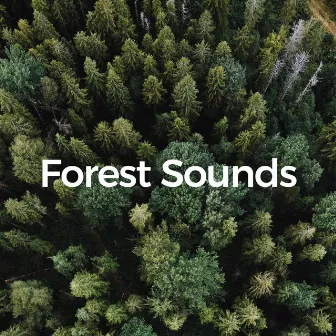 Forest Sounds (Calm Nature: Wildwood Wonder) by Forest Sounds For Relaxation