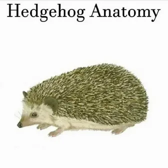 Hedgehog Anatomy by Yesok