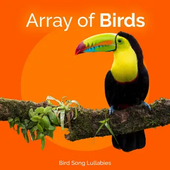 Array of Birds by Bird Song Lullabies