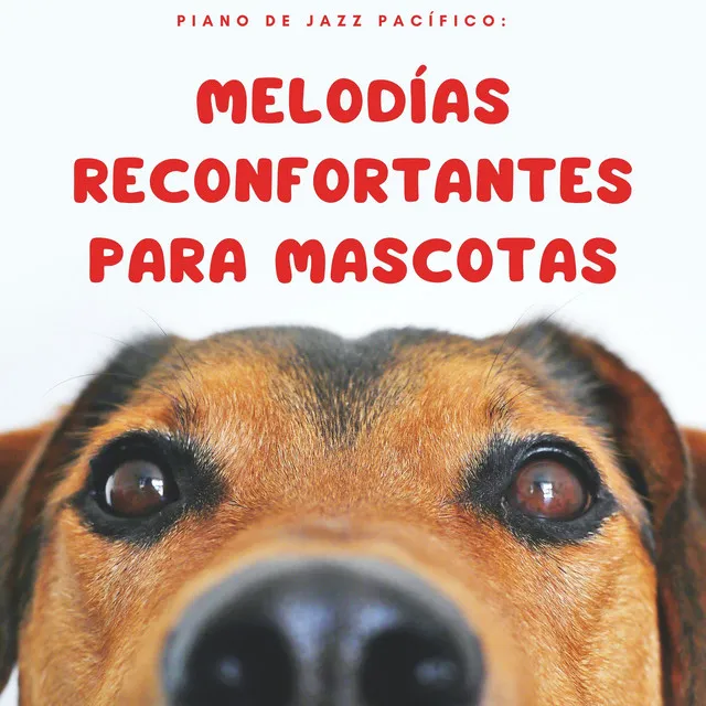 Piano De Jazz Pacífico: Melodías Reconfortantes Para Mascotas