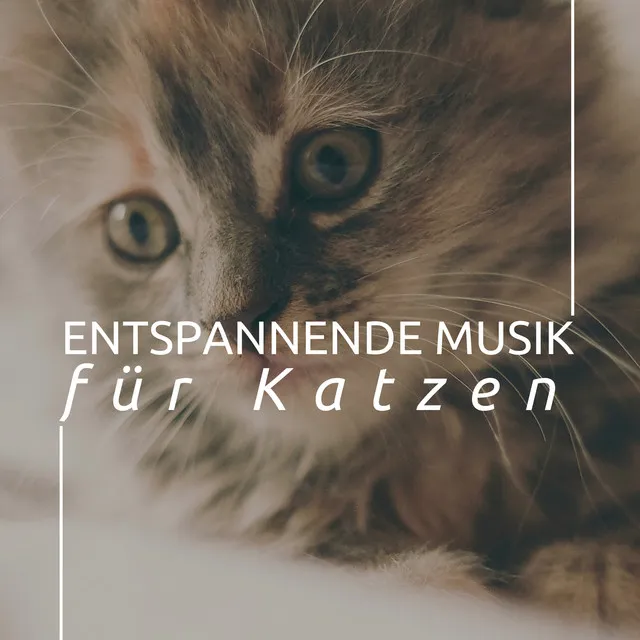 Entspannende musik für Katzen: Hintergrund Entspannung