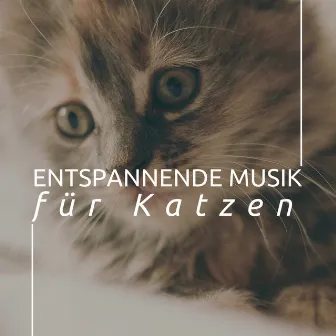 Entspannende musik für Katzen: Hintergrund Entspannung by Gewitter Naturgeräusche Entspannungsmusik