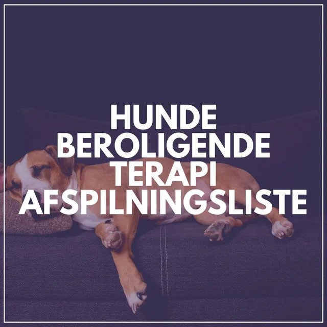 Hunde Beroligende Terapi Afspilningsliste