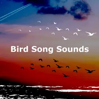 Bird Song Sounds by Bird Song Lullabies